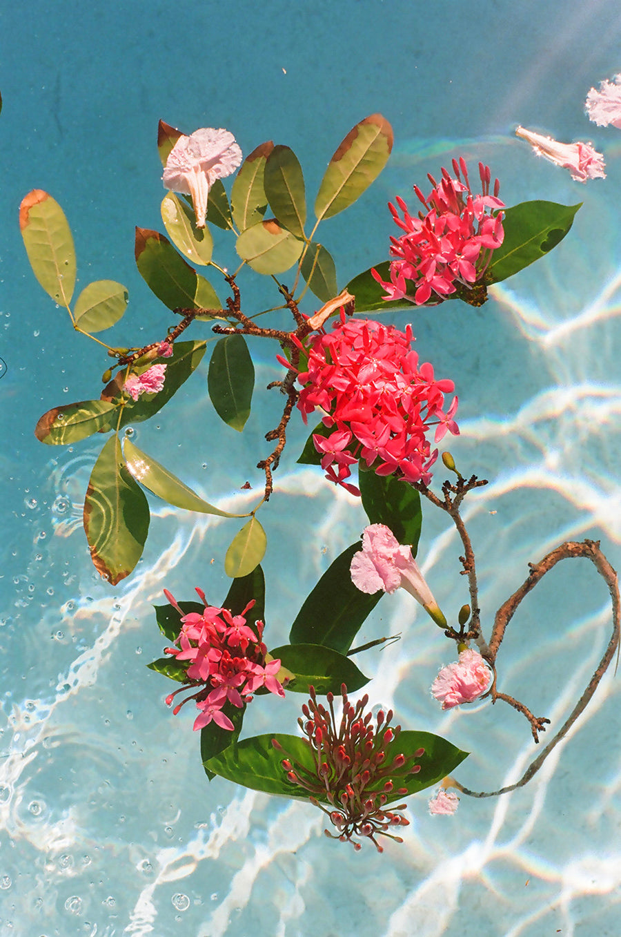 Mike Spears: Limited Edition Photograph